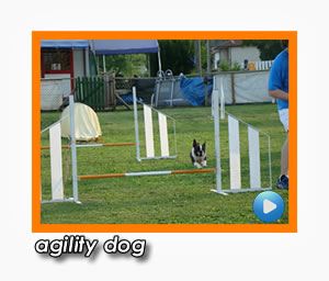 agility dog bestfriend