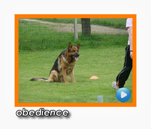 obedience bestfriend